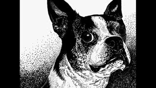 "Boston Style" - Boston Terrier, Scratchboard Drawing WIP