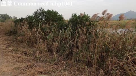 會思考的蘆葦 Common reed, mhp1041, Jan 2021