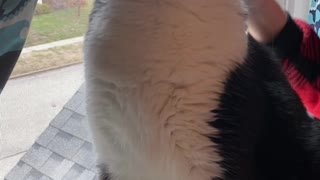 Cat loves to be brushed