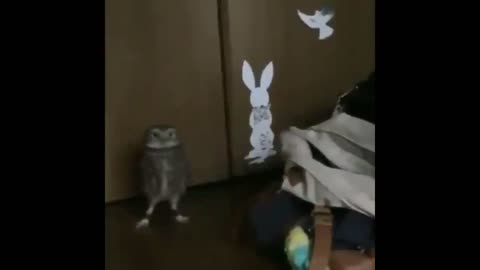 This owl knows how to make an entrance