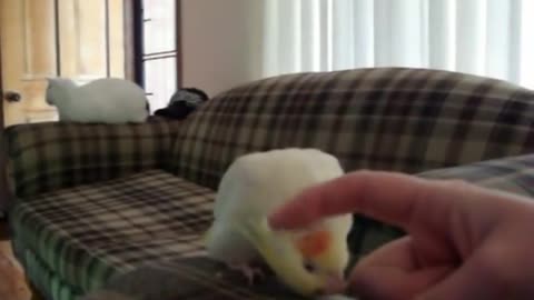 cockatiel gets angry when he stops getting a scratch