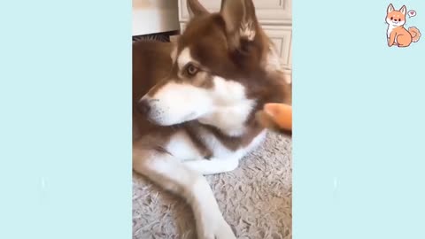 It's time to LAUGH with Dog's life | Funny Dog Videos 2021