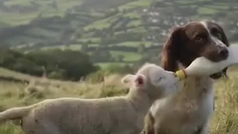 A dog breastfeeding a baby goat