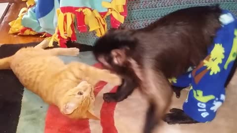Capuchin monkey and cat wrestling: Who is Going to Win?
