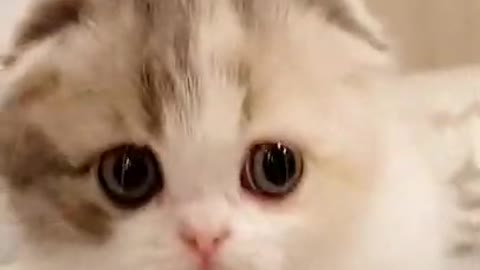 Cute Fluppy Kitten