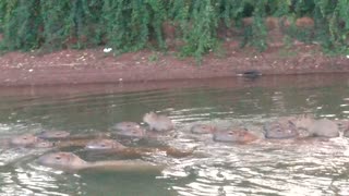 Group of Baby Capybaras Gather in Lake