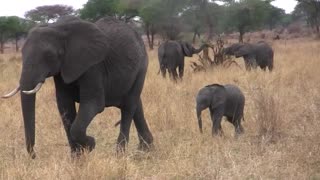 Mother and Baby Elephant