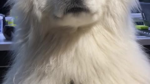 Dog waits nervously for food