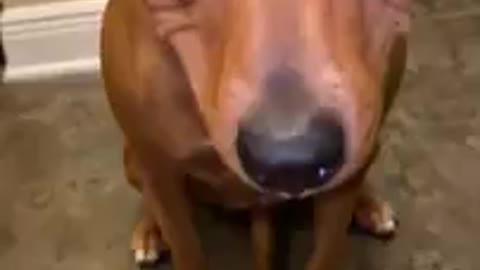 Cutie dog hides blueberries in her mouse