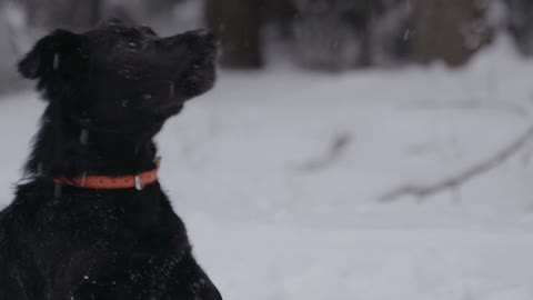 cute dog at snowday