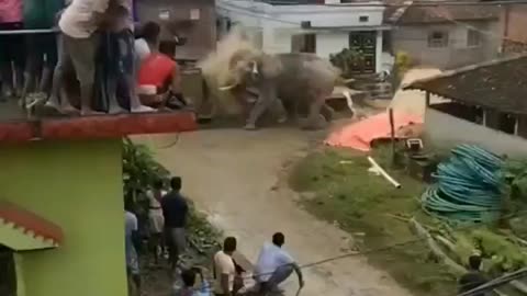 Angry elephant 🐘