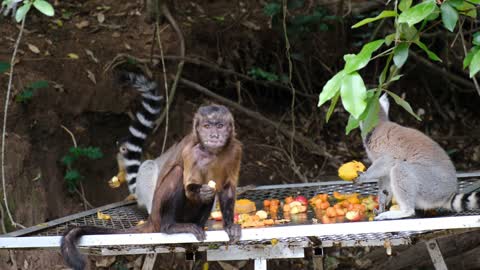 Monkey eating together and friendly