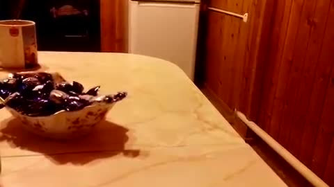 Kitten has found new entertainment, steals sweets
