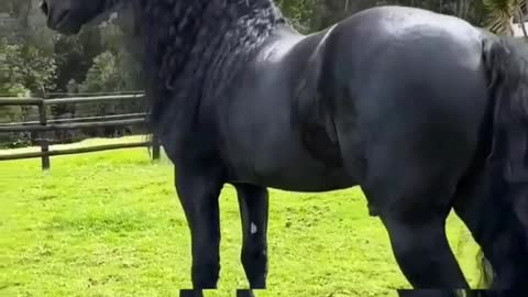 Weird horse, black horse with black hair