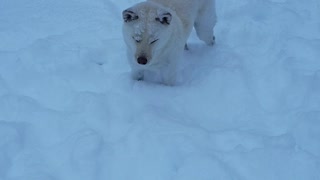 Minnesota snow puppies