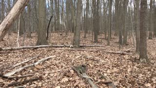 Pileated Woodpecker - Territorial Drumming || Dickerson Mine Preserve, Mine Hill, NJ