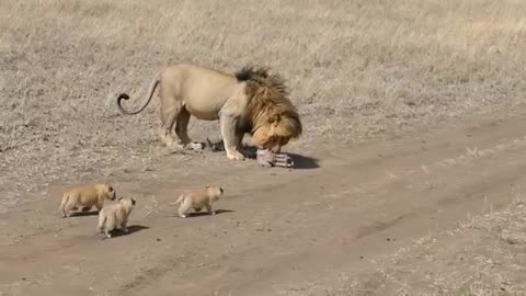 Lion dad tries to ditch his cubs