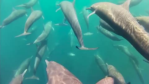 Osa Peninsula Costa Rica with Costa Cetacea