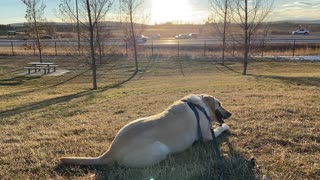 Dog in a nice afternoon