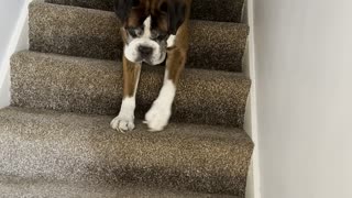 Dog Descends The Stairs