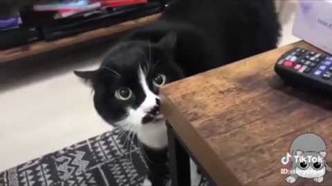 Cat talking like humans