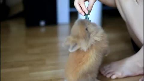 meet my friend (Coelho Lionhead) doing some tricks