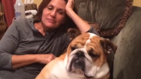 Massage nearly send bulldog right to sleep