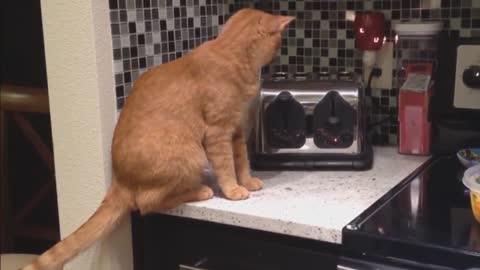 the cat was scared of the toaster