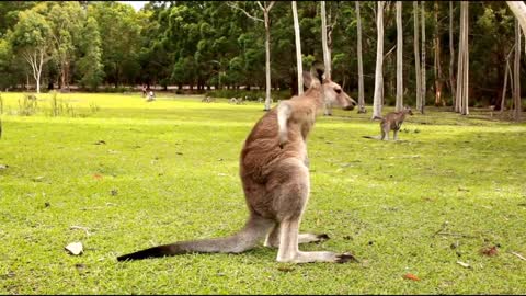 A very funny 😂👍👍kangaroo I dare you not to laugh