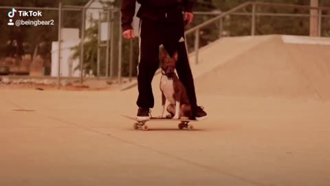 Bear learning to skate in California