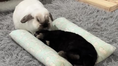 Sneaky Bunny Steals Bed From Brother