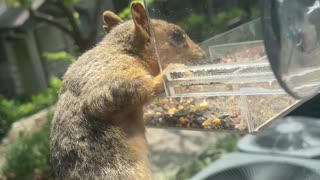 Squirrel has a major fail trying to steal seed