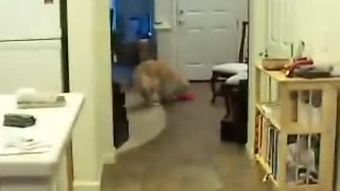 dog tricks: Golden Retriever Grace cleans the house