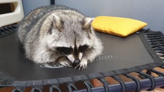 Raccoon lies down and enjoys finding the feet of his family under the trampoline.