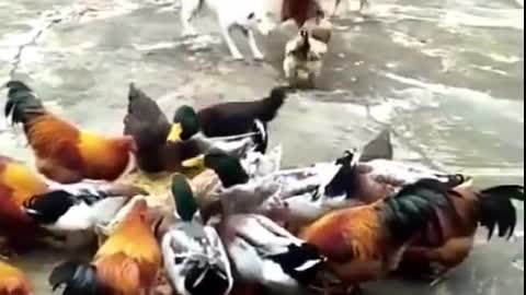 Chicken and dog fight funny amusing animals