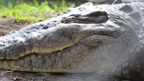 Behaviour of crocodiles