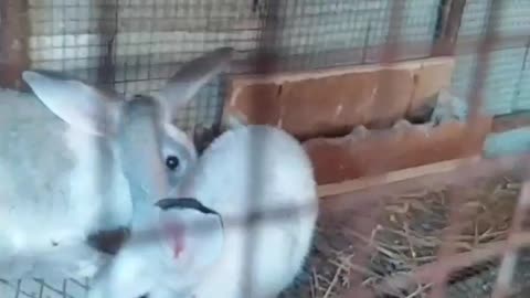 Hybrid rabbit's watch🐰🐇😍😱