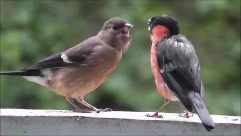 BEAUTIFUL EURASIAN BULLFINCH ON DATE