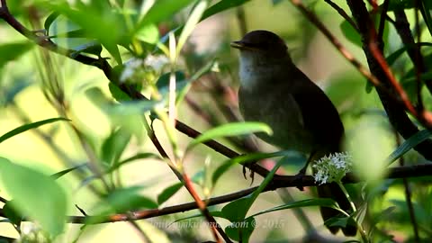 Most beautiful birds in the world and their lovely sounds.