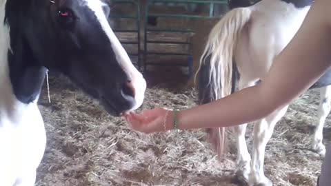 Horsing around gets real when his eyes turn red!