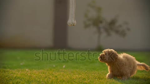 Funny Cute little toy poodle puppy,