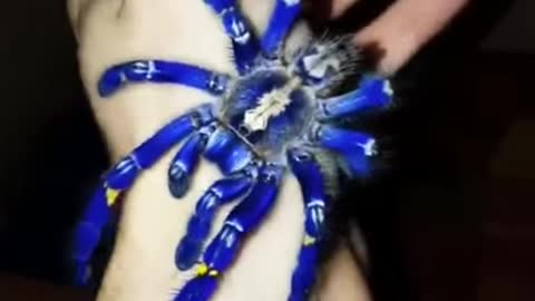 huge metallic tarantula appears and surprises