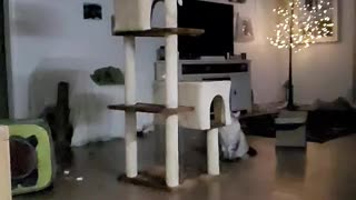 Slow motion of cat jumping onto Cat Tree