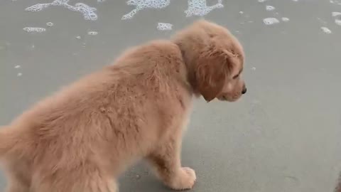 Dog Having fun in beach with owner