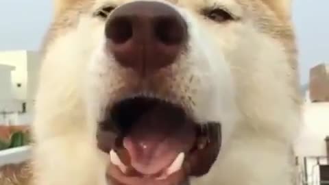 Funny dog video dog expression