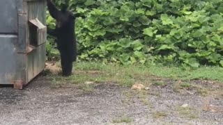 Couple of Cubs Come Out of Dumpster