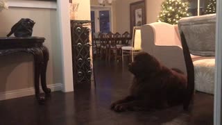 Tired dog thinks he can catch girl while lying down