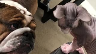 Bulldog has mind blown by hairless Sphinx kitten