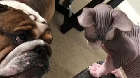 Bulldog has mind blown by hairless Sphinx kitten
