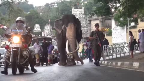 Elephant , Kandy , perehara | nedungamuwe raja | Kandy perehara | Sri Lanka